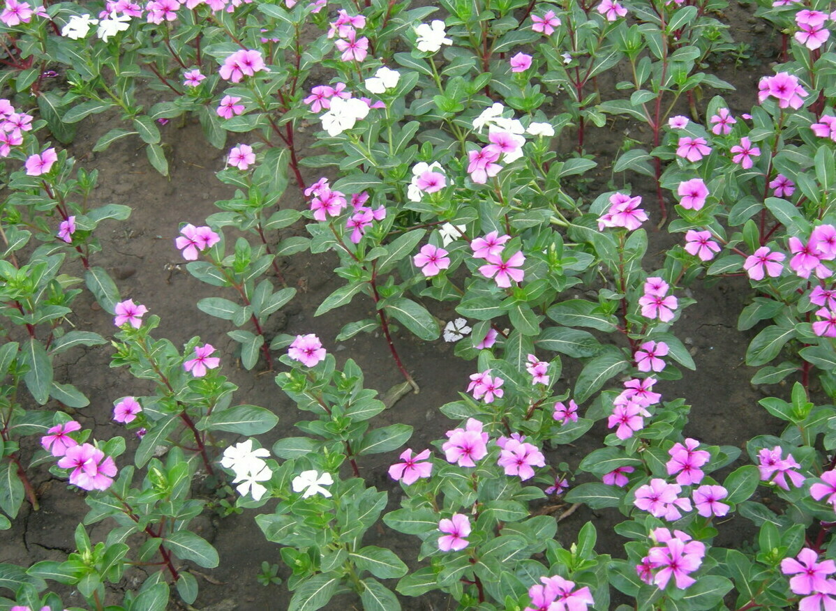 Катарантус розовый фото цветущих растений
