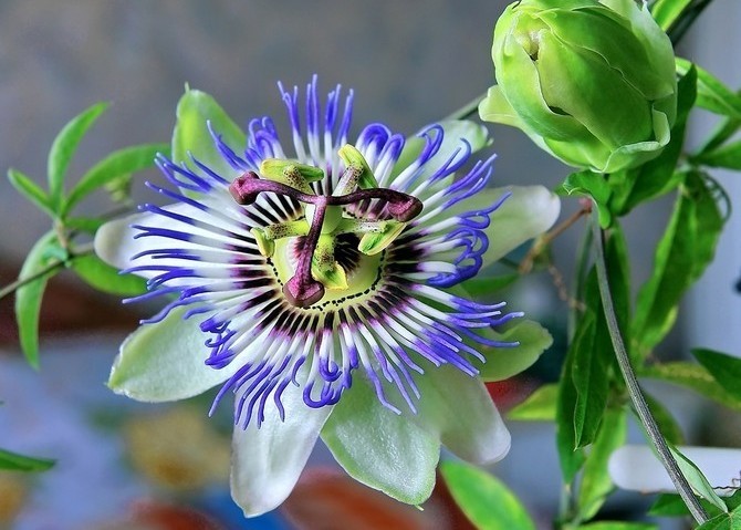 Пассифлора фото цветка
