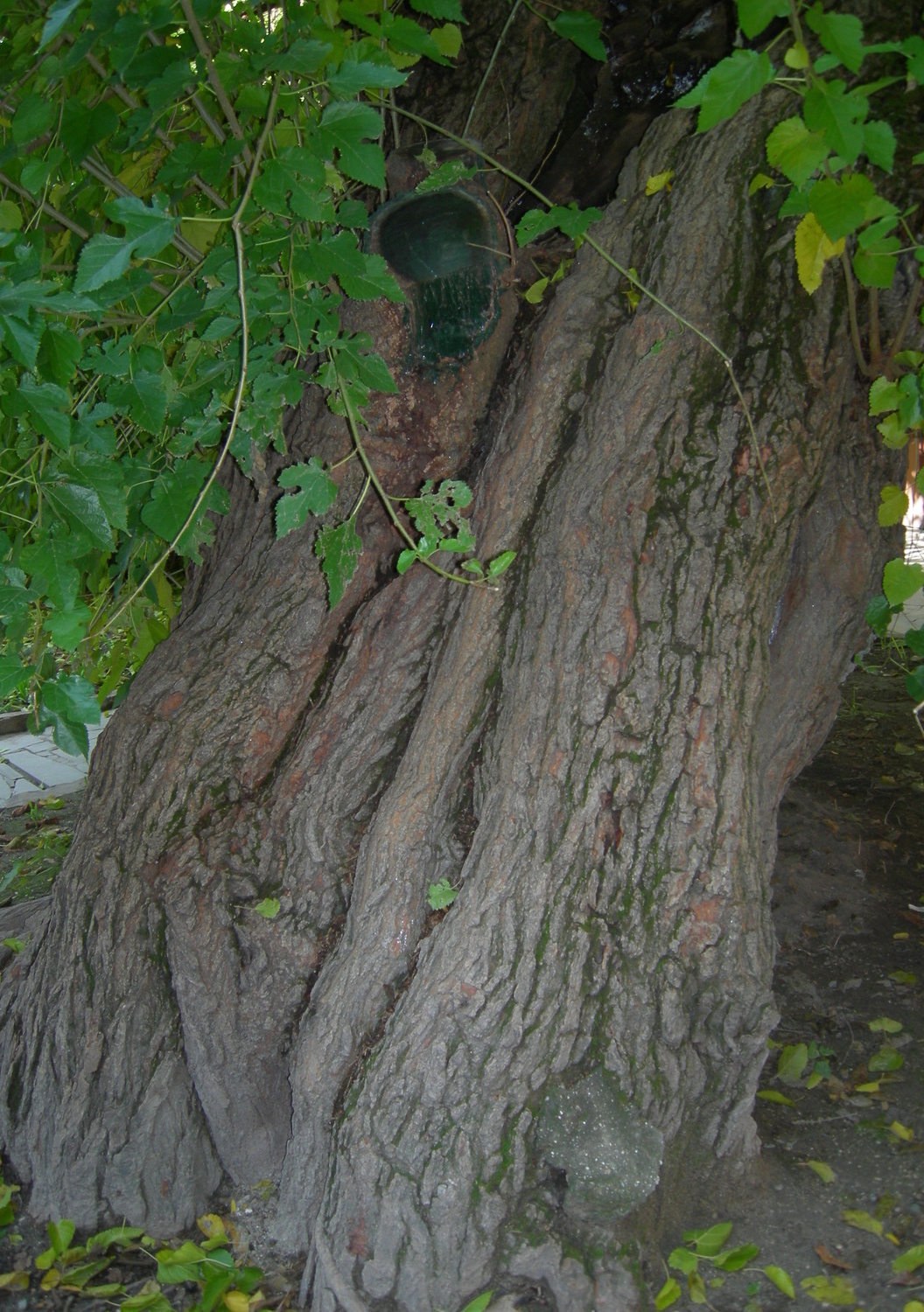 Шелковица, дерево обладает ценными свойствами Бахчисарай