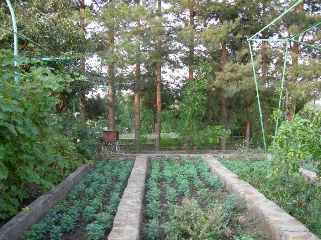 Рута пахучая фото