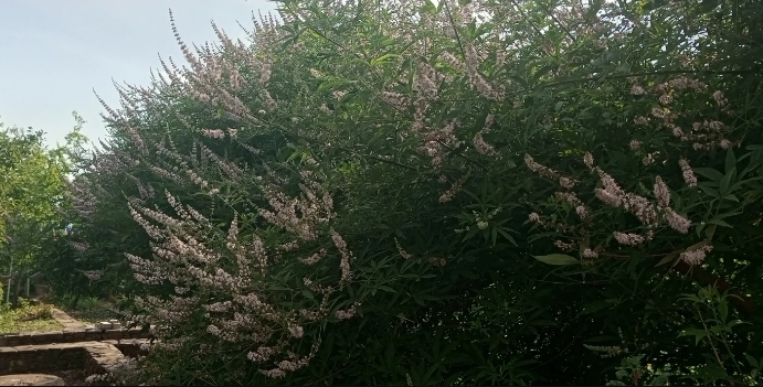 Авраамово дерево витекс растение